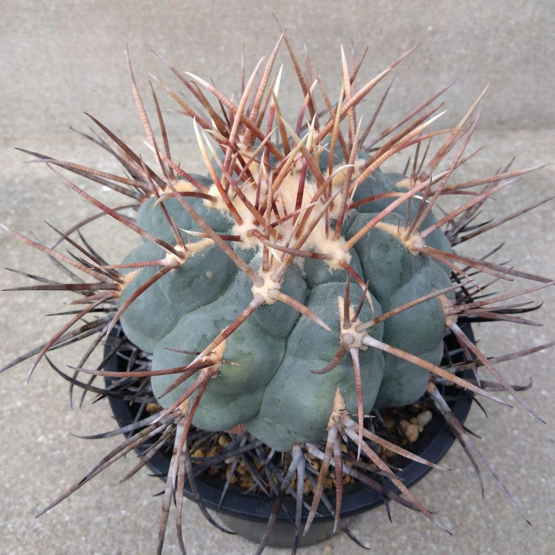 ☆サボテン　緋冠竜　テロカクタス　鉢付き配送