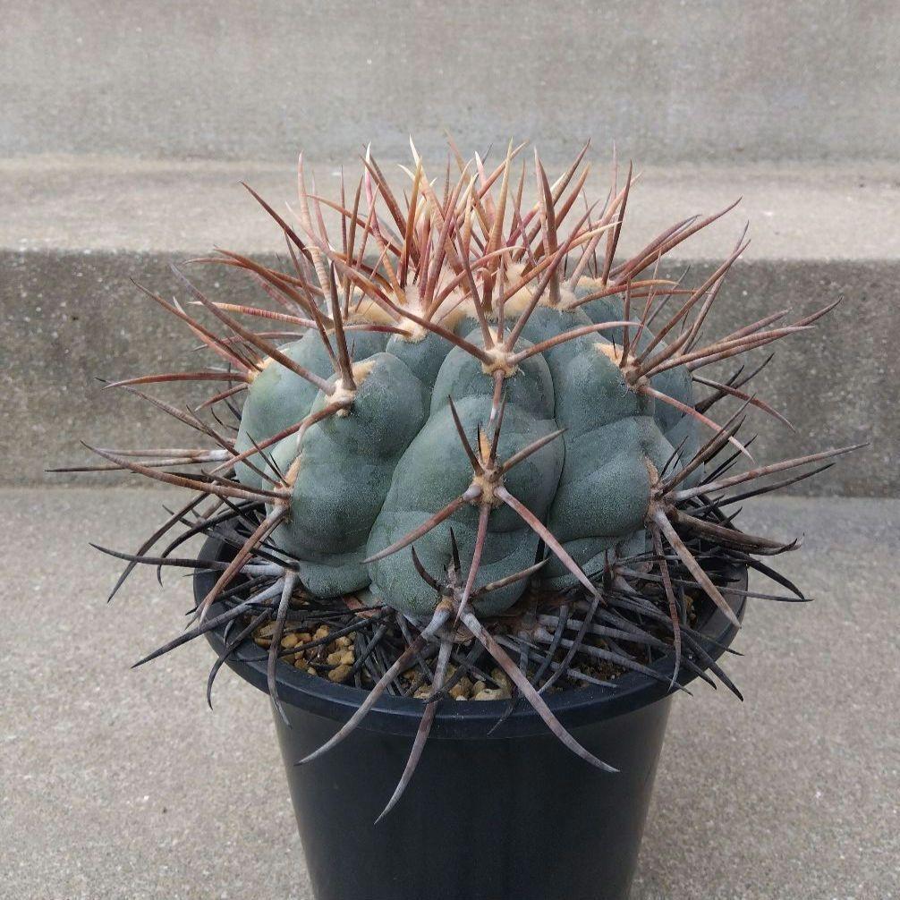 ☆サボテン　緋冠竜　テロカクタス　鉢付き配送