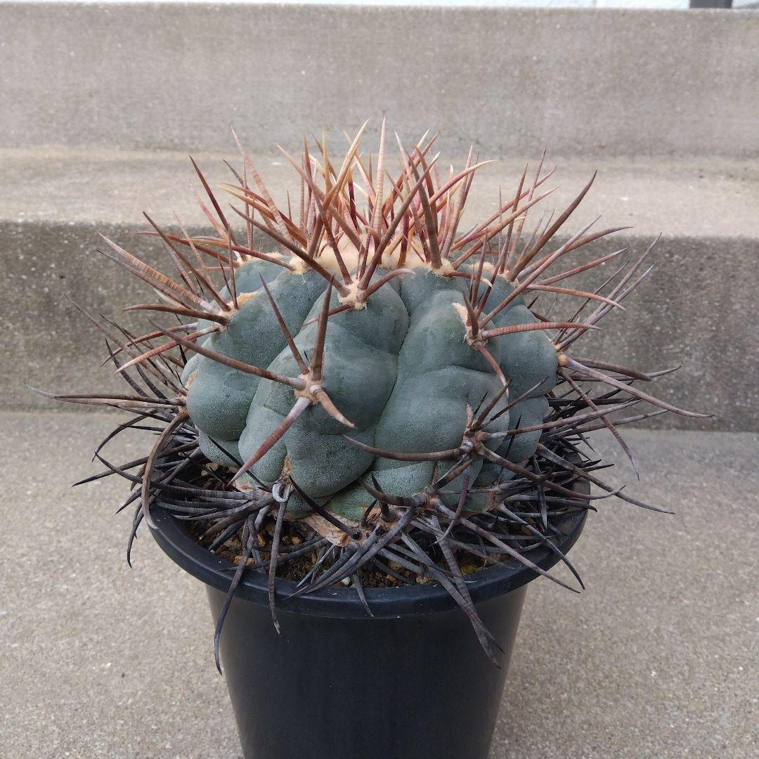 ☆サボテン　緋冠竜　テロカクタス　鉢付き配送