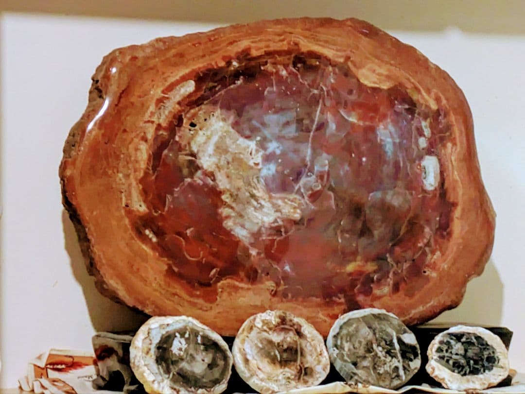 E*S様 珪化木、木の化石 アリゾナ州産 重量は約15kg 台座約3kg、合計約