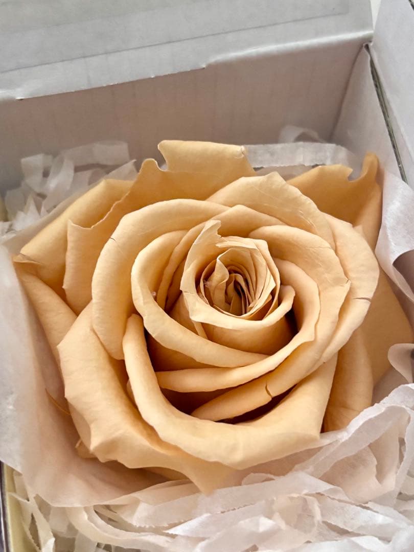 フレッシュルックプレミアムローズ　ラベンダー4輪&シャーベットオレンジ2輪