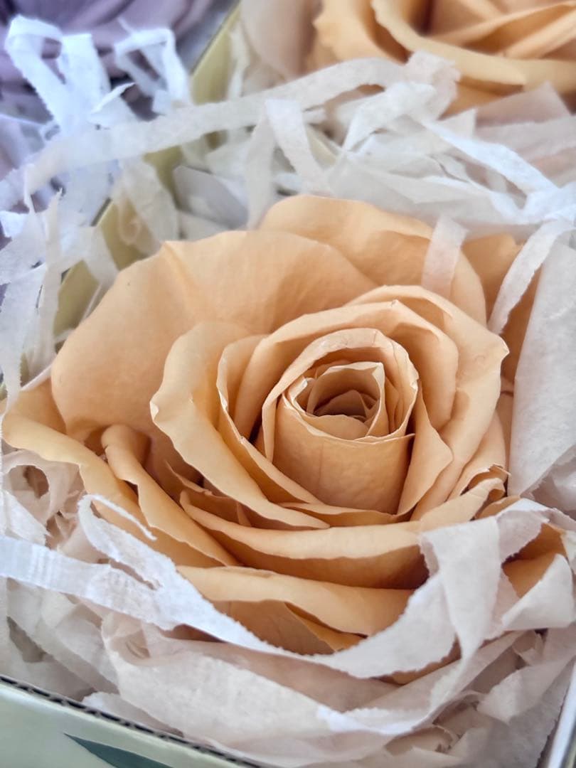 フレッシュルックプレミアムローズ　ラベンダー4輪&シャーベットオレンジ2輪