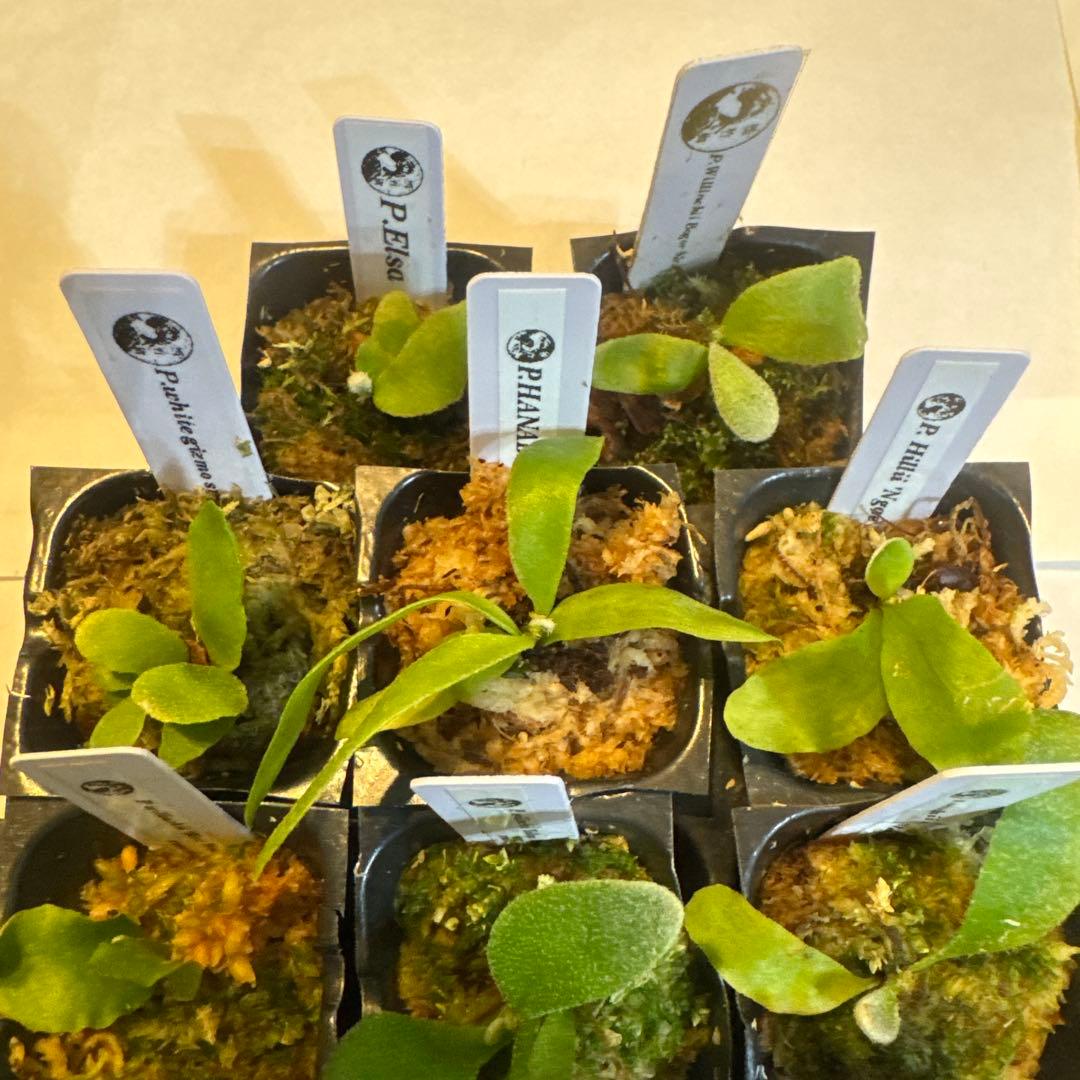 ビカクシダセット15種 エルサOC、ミスタースーダンOC、ホワイトギズモなど