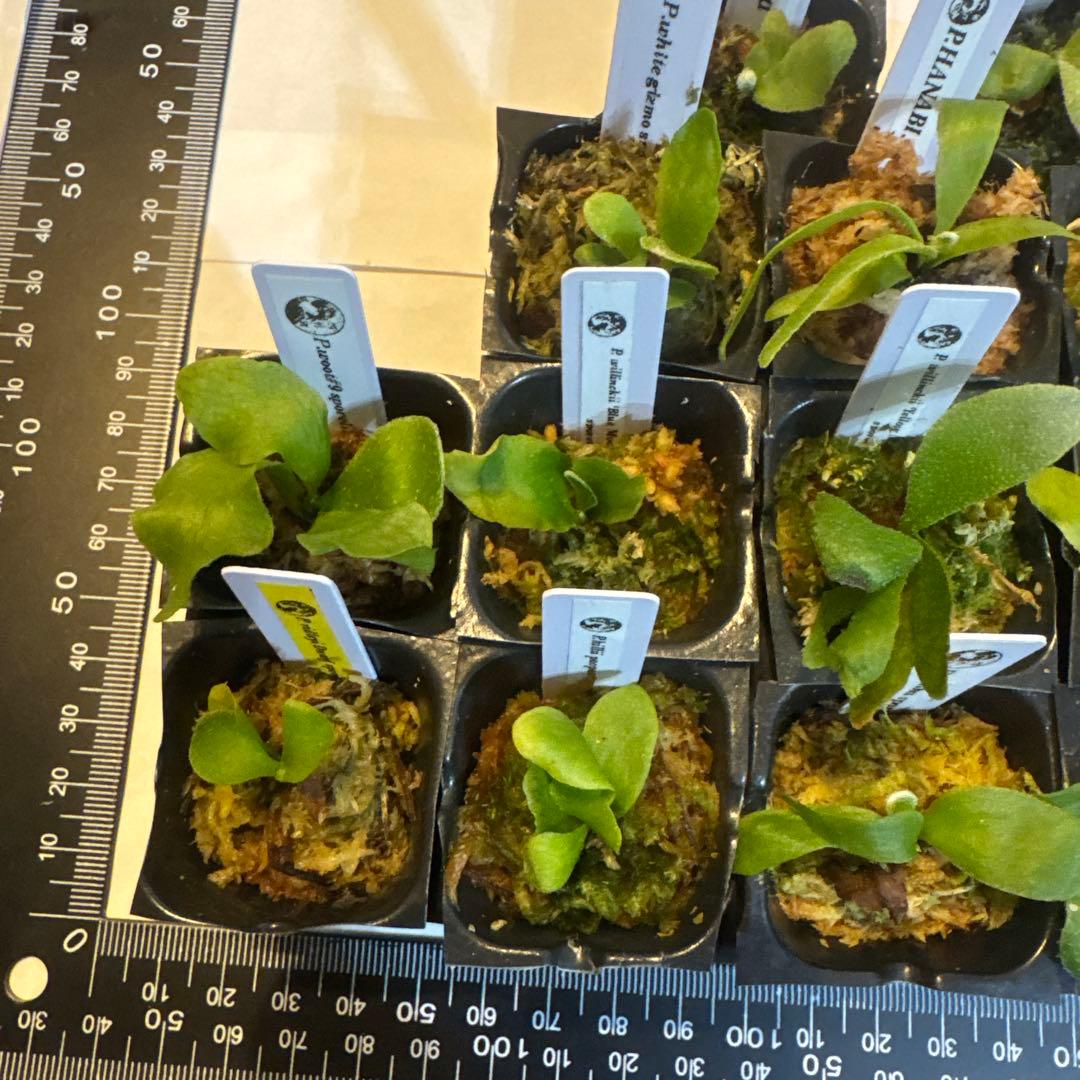 ビカクシダセット15種 エルサOC、ミスタースーダンOC、ホワイトギズモなど