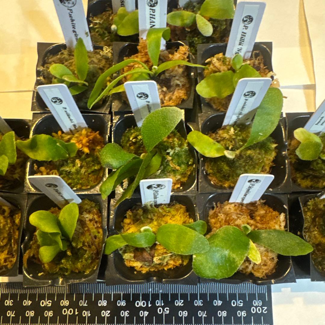 ビカクシダセット15種 エルサOC、ミスタースーダンOC、ホワイトギズモなど