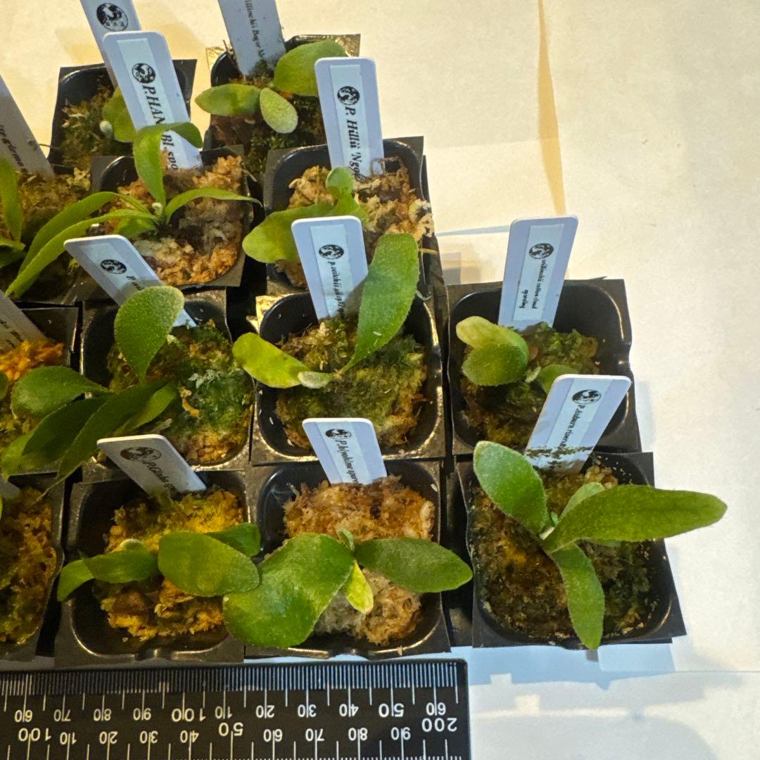 ビカクシダセット15種 エルサOC、ミスタースーダンOC、ホワイトギズモなど