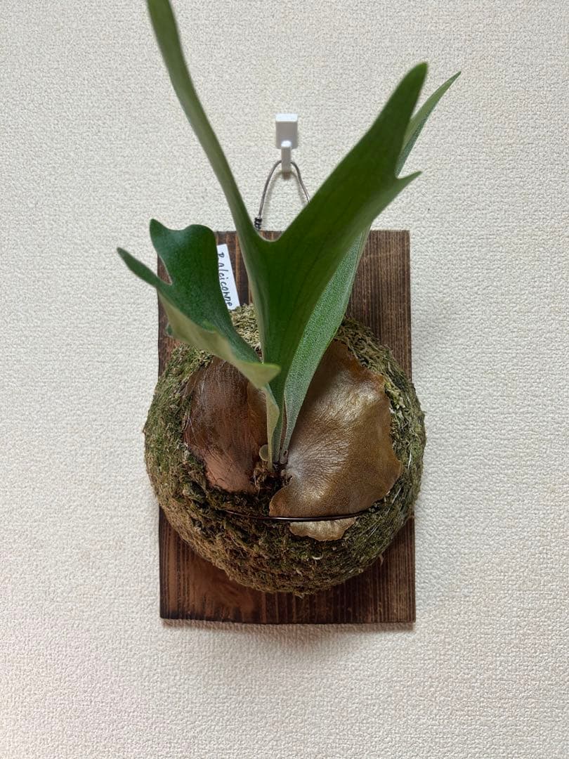 Platycerium alcicorne 良形板付 美株
