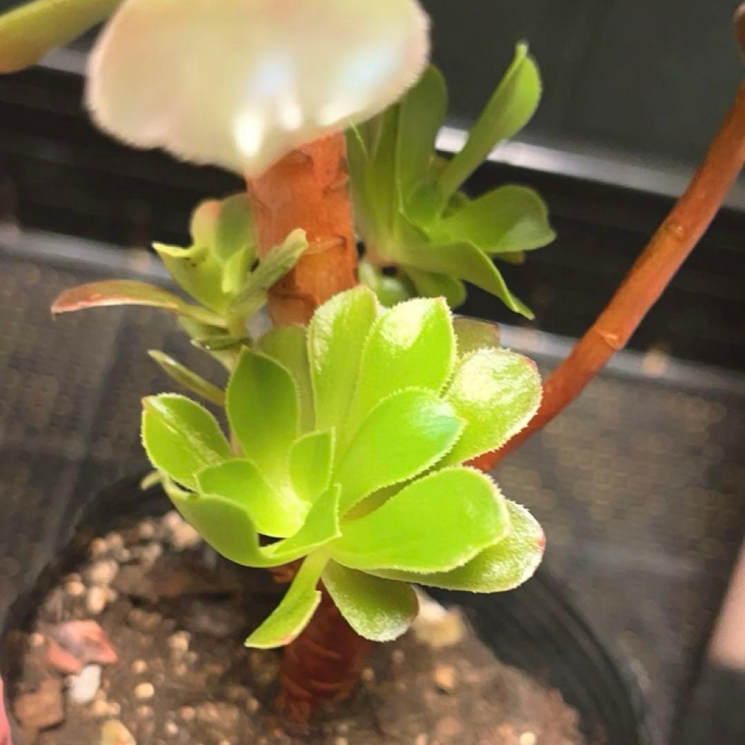 90#多肉植物アエオニウム錦❤️ 赤霞が飛ぶ ❤️1大頭4小頭17cm拔き苗