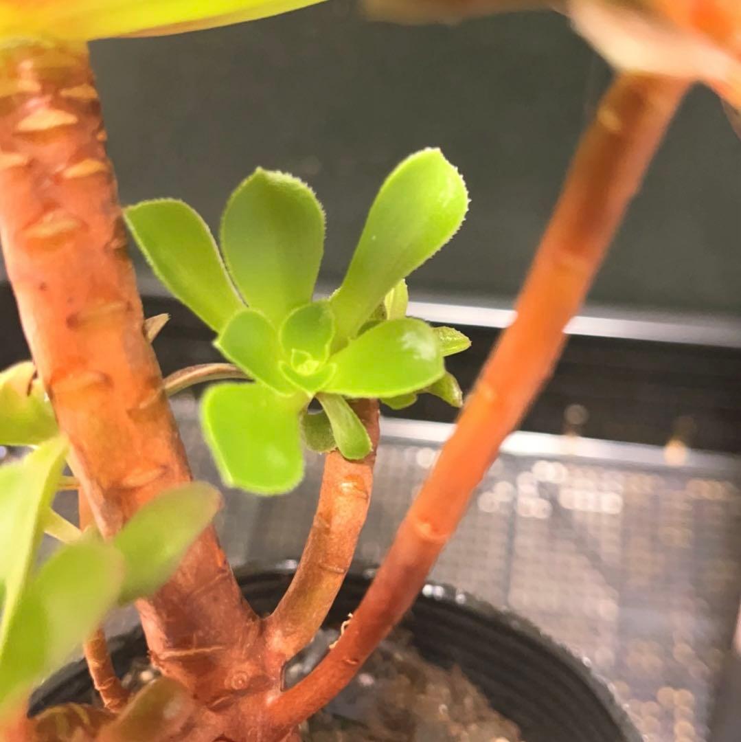 90#多肉植物アエオニウム錦❤️ 赤霞が飛ぶ ❤️1大頭4小頭17cm拔き苗