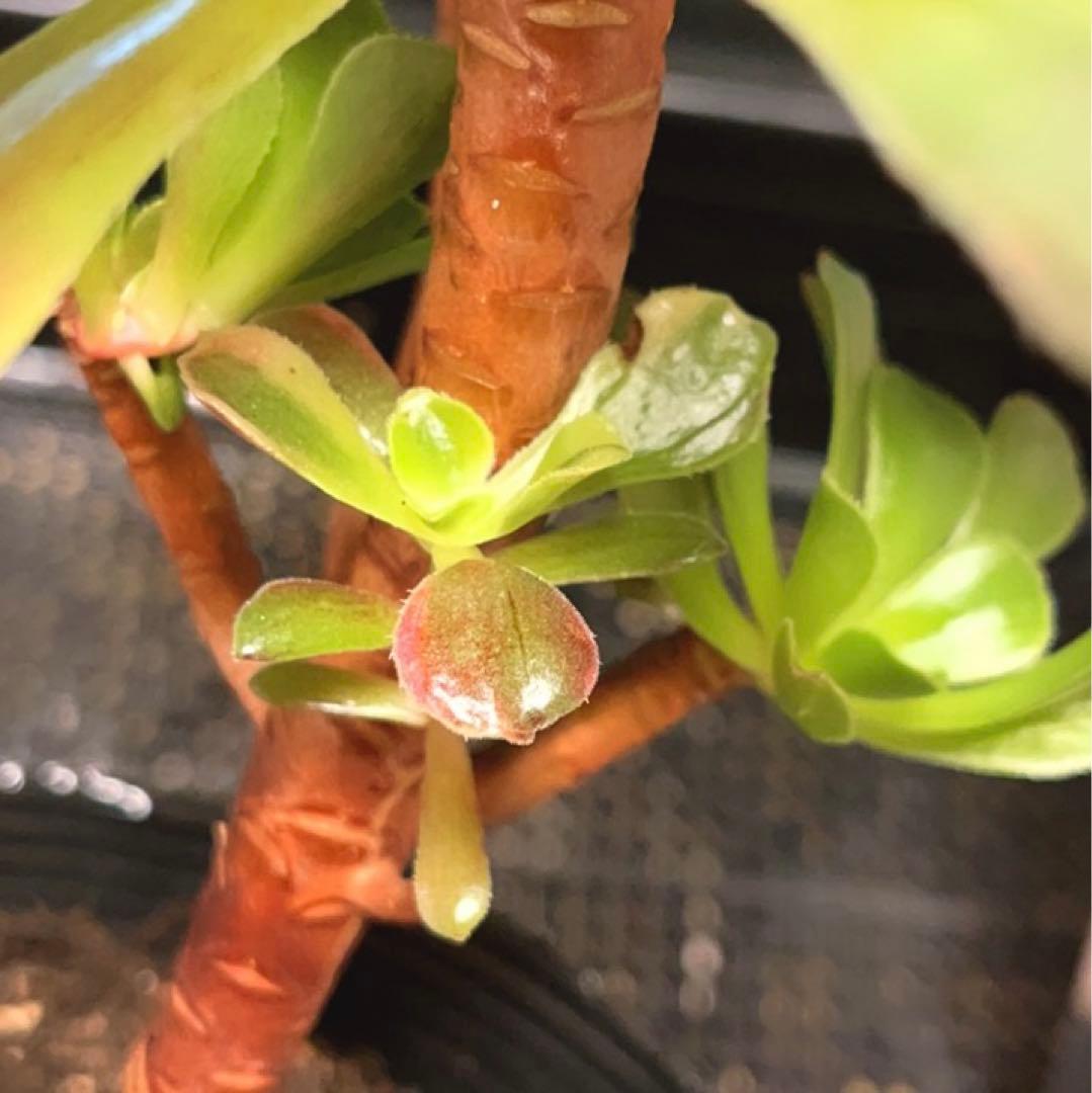 90#多肉植物アエオニウム錦❤️ 赤霞が飛ぶ ❤️1大頭4小頭17cm拔き苗