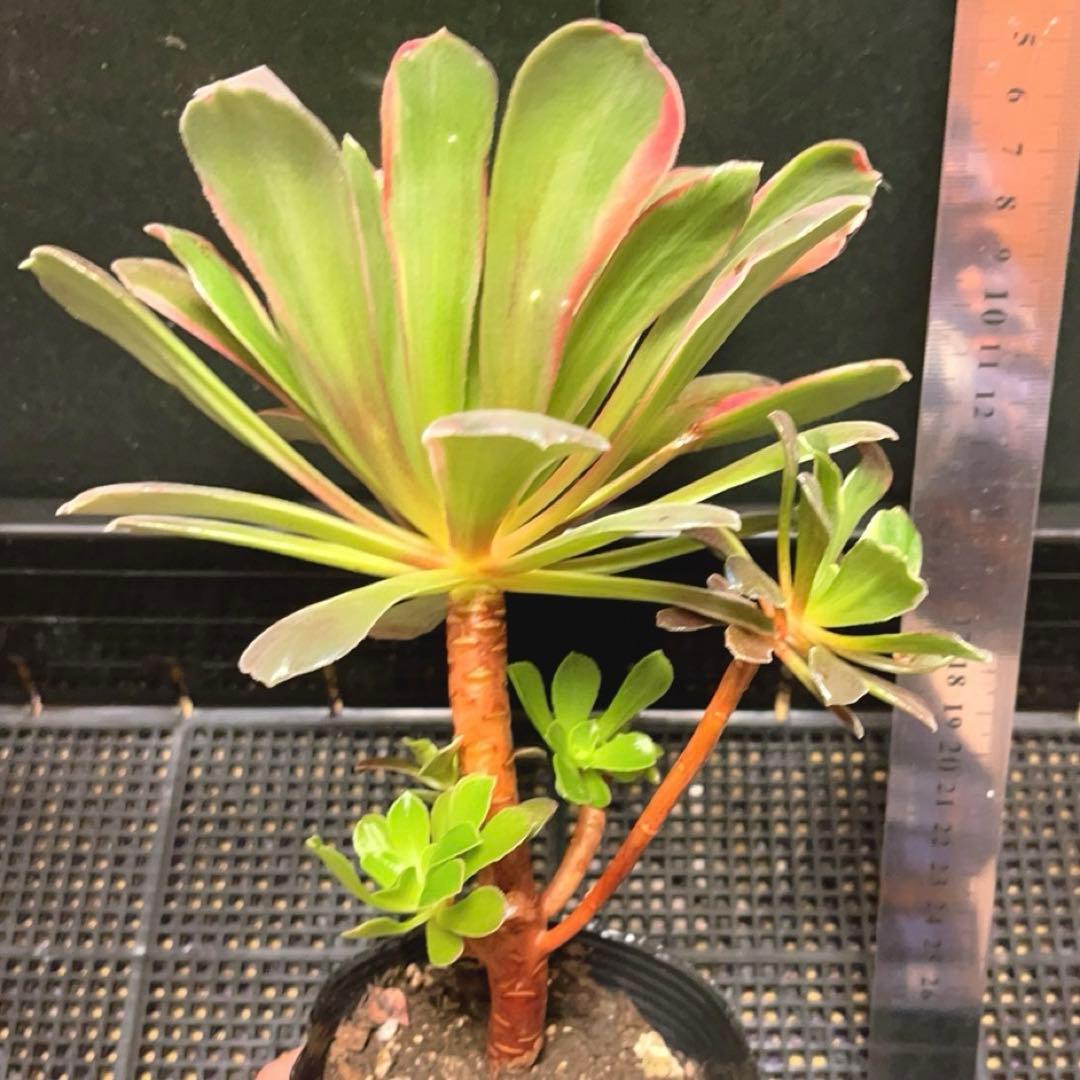 90#多肉植物アエオニウム錦❤️ 赤霞が飛ぶ ❤️1大頭4小頭17cm拔き苗