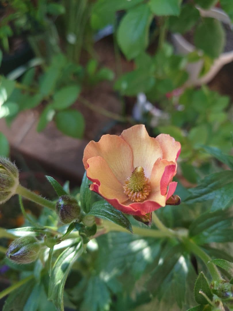 確認用。ラックス　メリッサ