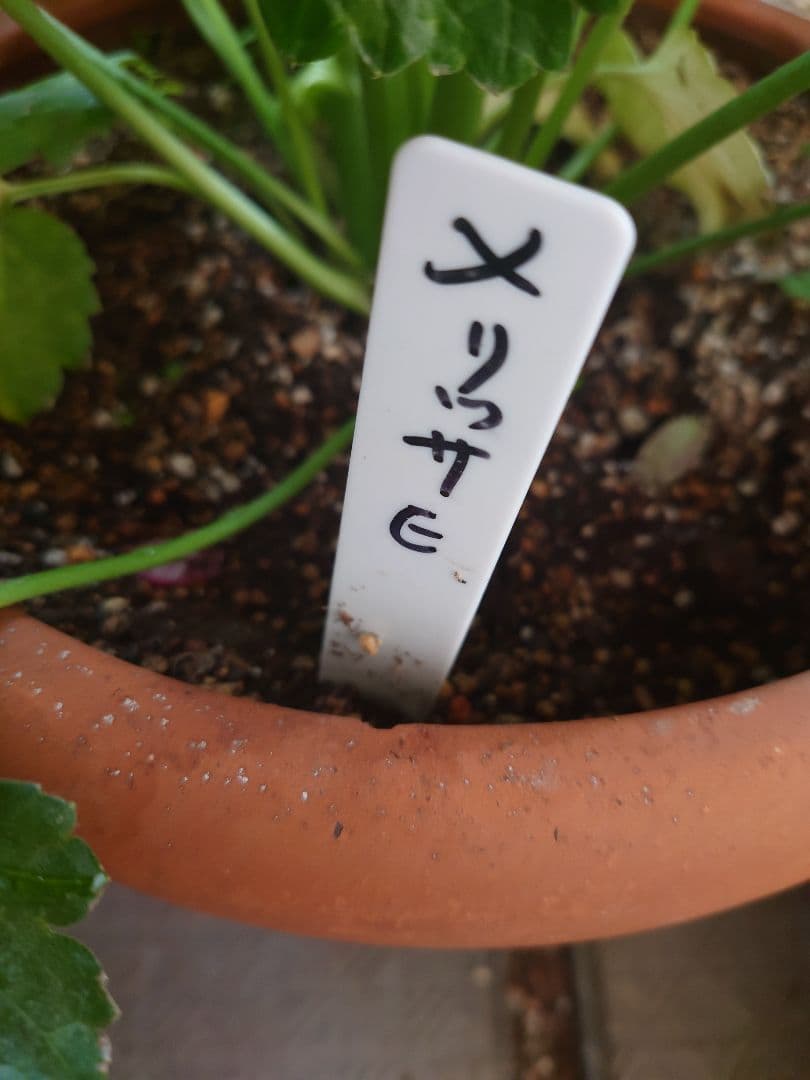 確認用。ラックス　メリッサ