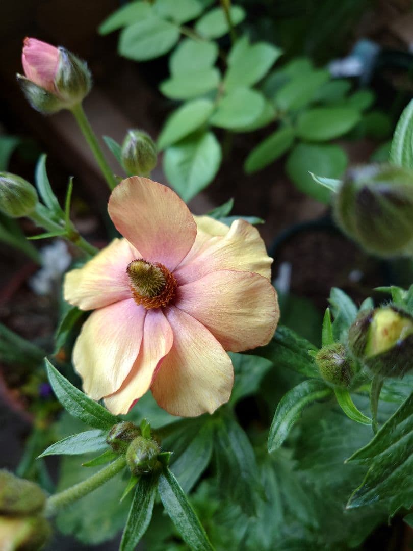 確認用。ラックス　メリッサ