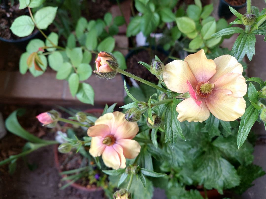 確認用。ラックス　メリッサ