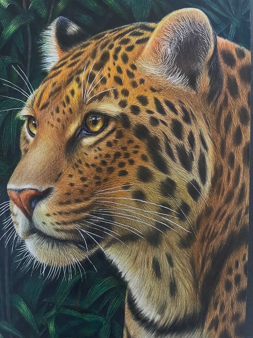 色鉛筆画A4 ヒョウ