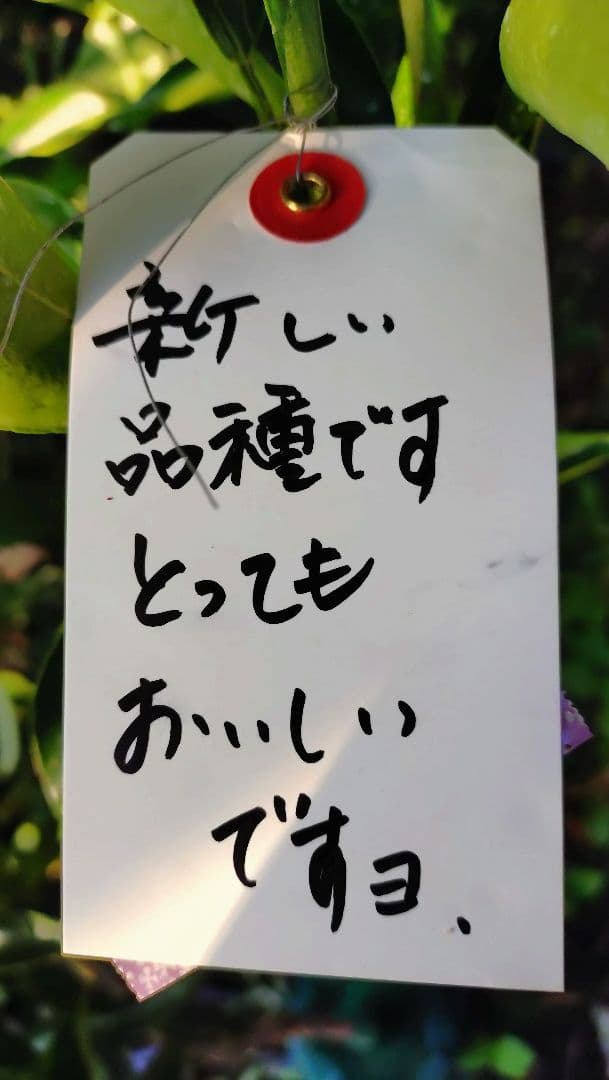 み*ぱ様 感謝ウィーク！愛媛のブランド級ミカン！ 幻のミカン苗木「せとか4年生」