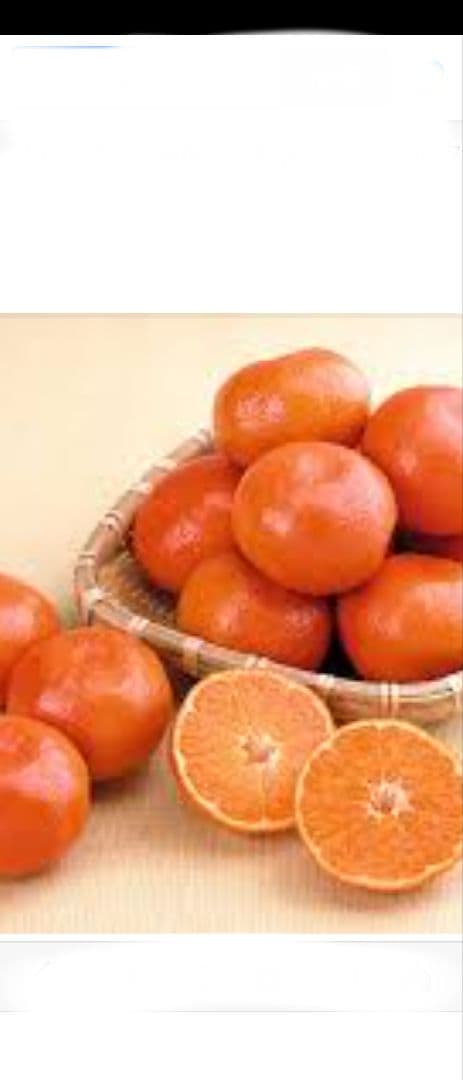 み*ぱ様 感謝ウィーク！愛媛のブランド級ミカン！ 幻のミカン苗木「せとか4年生」