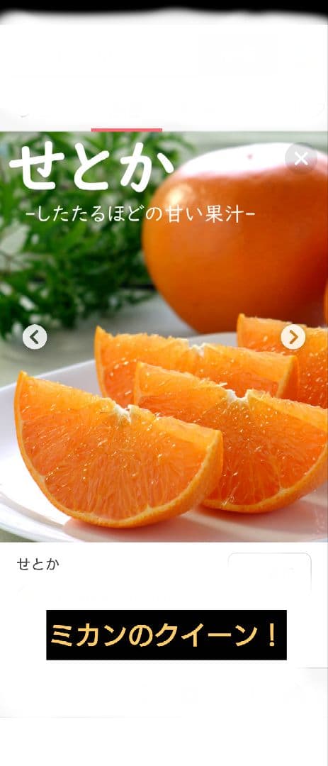 み*ぱ様 感謝ウィーク！愛媛のブランド級ミカン！ 幻のミカン苗木「せとか4年生」