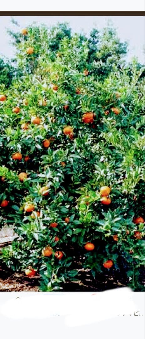 み*ぱ様 感謝ウィーク！愛媛のブランド級ミカン！ 幻のミカン苗木「せとか4年生」
