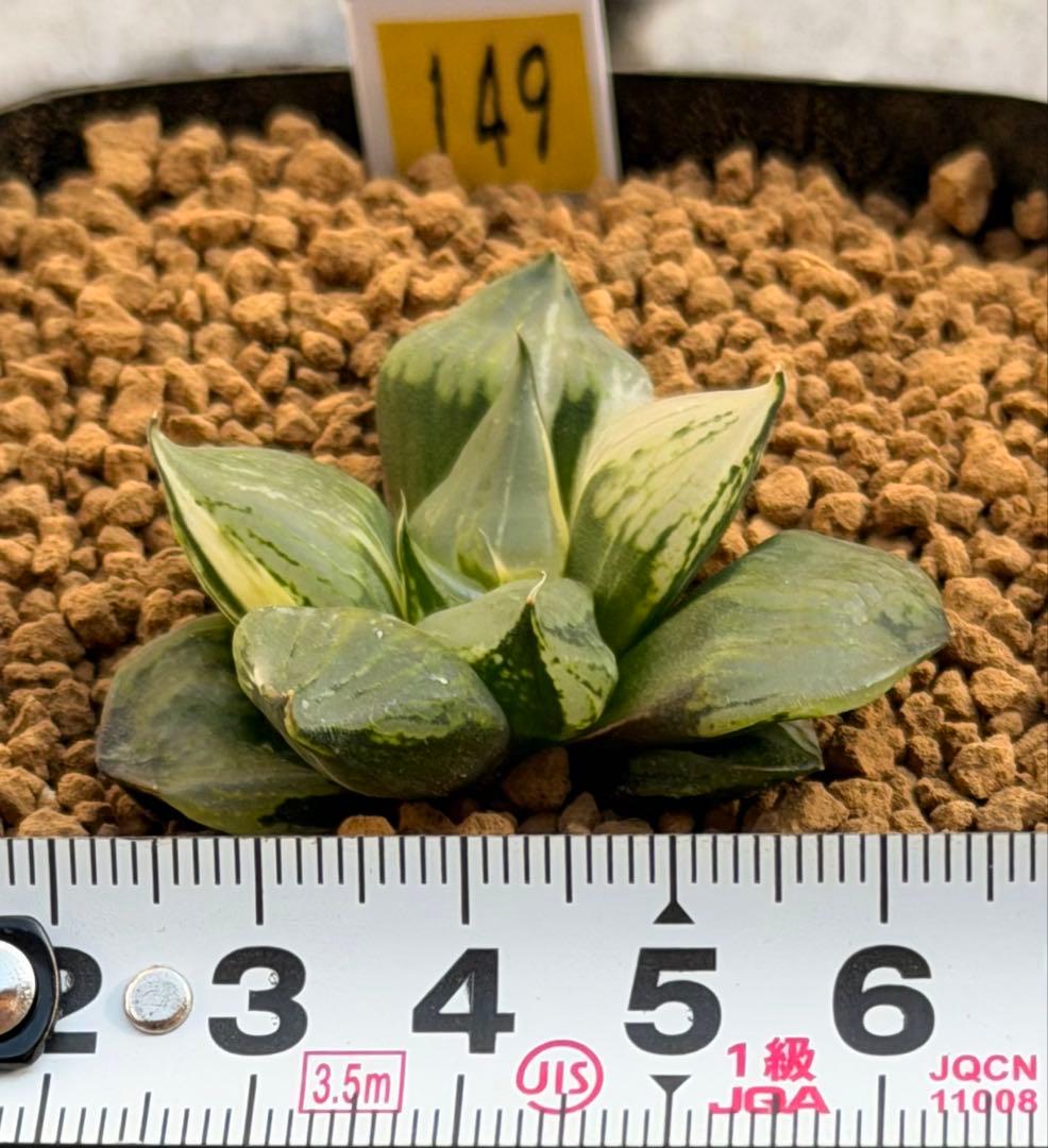 ハオルチア　裏般若錦　超鮮明斑