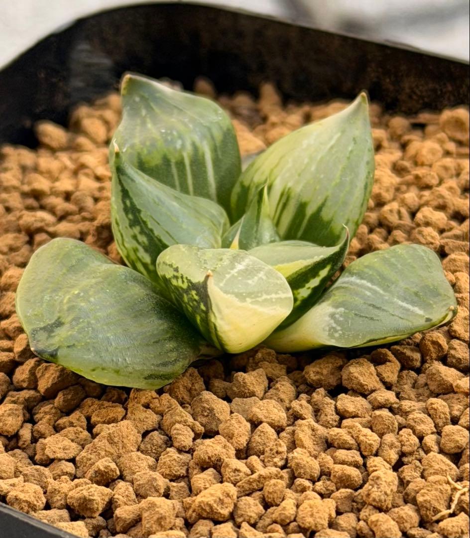 ハオルチア　裏般若錦　超鮮明斑