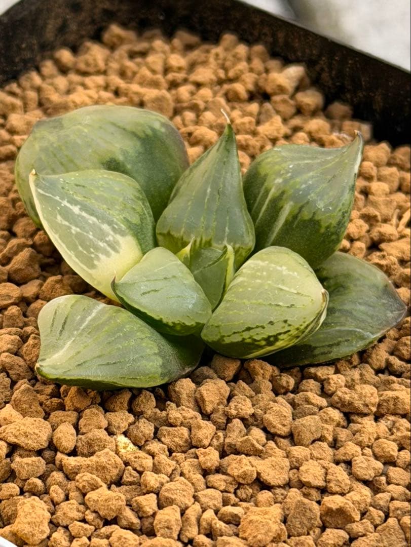 ハオルチア　裏般若錦　超鮮明斑