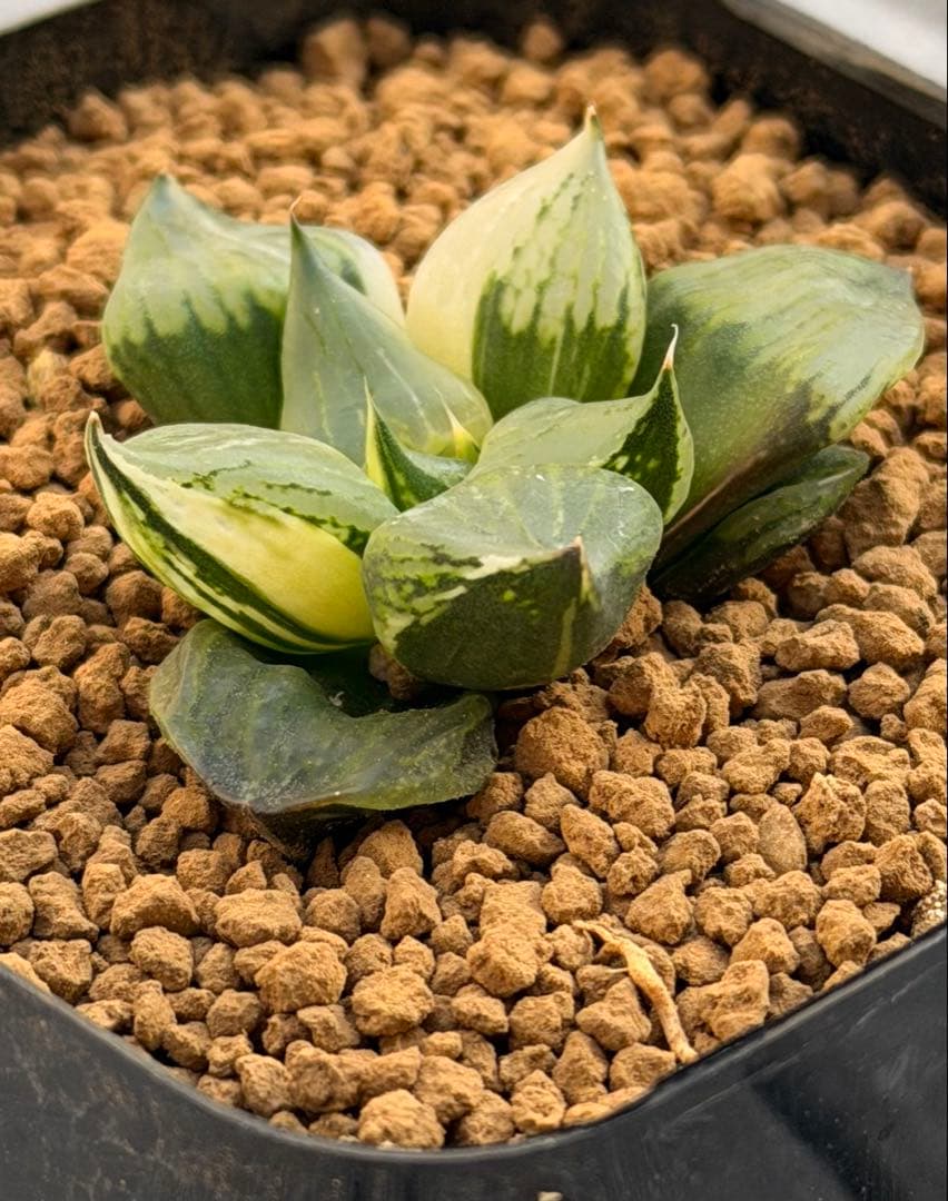 ハオルチア　裏般若錦　超鮮明斑