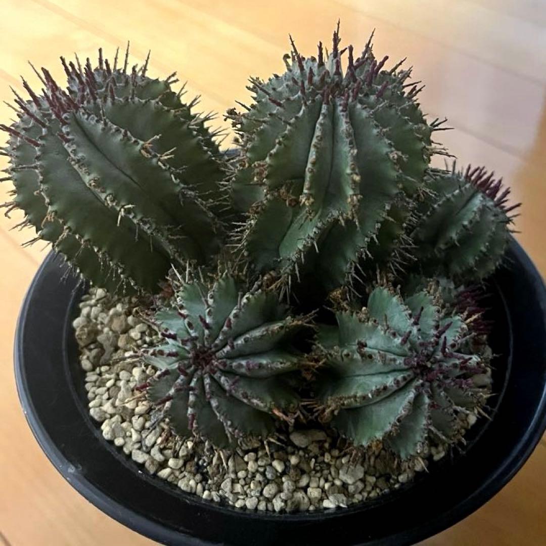 鴨*川様 ユーフォルビアホリダ 群生株