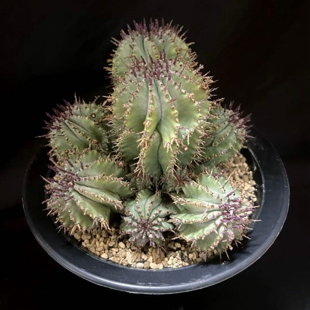 鴨*川様 ユーフォルビアホリダ 群生株