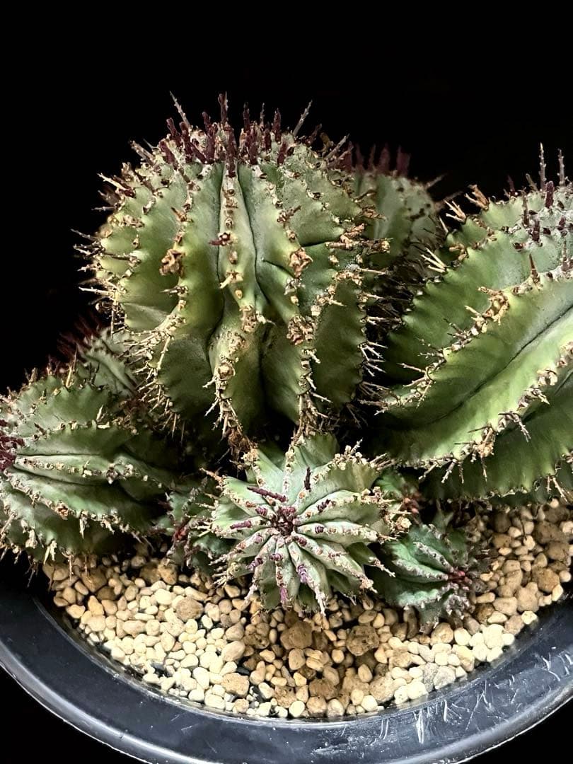 鴨*川様 ユーフォルビアホリダ 群生株