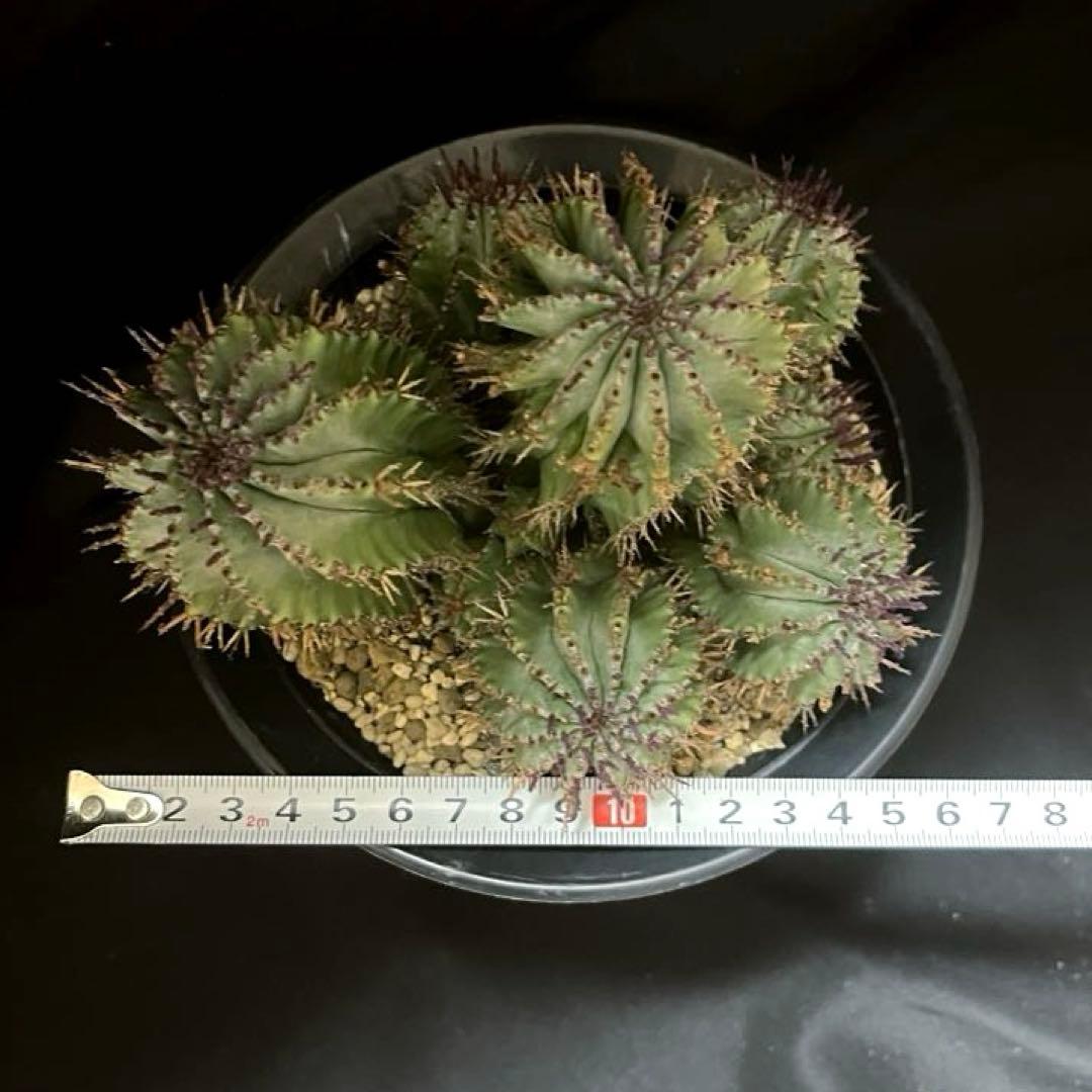 鴨*川様 ユーフォルビアホリダ 群生株