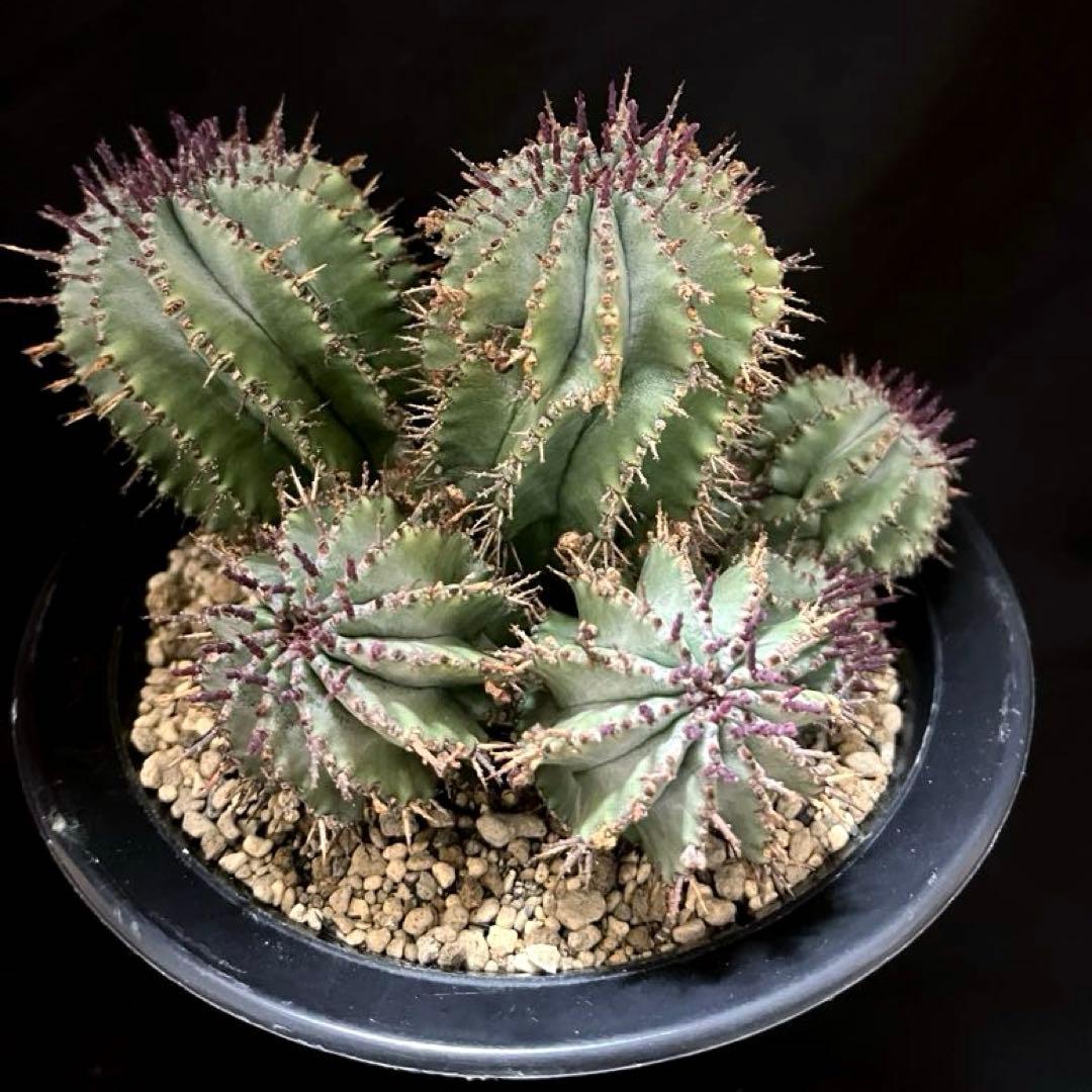 鴨*川様 ユーフォルビアホリダ 群生株