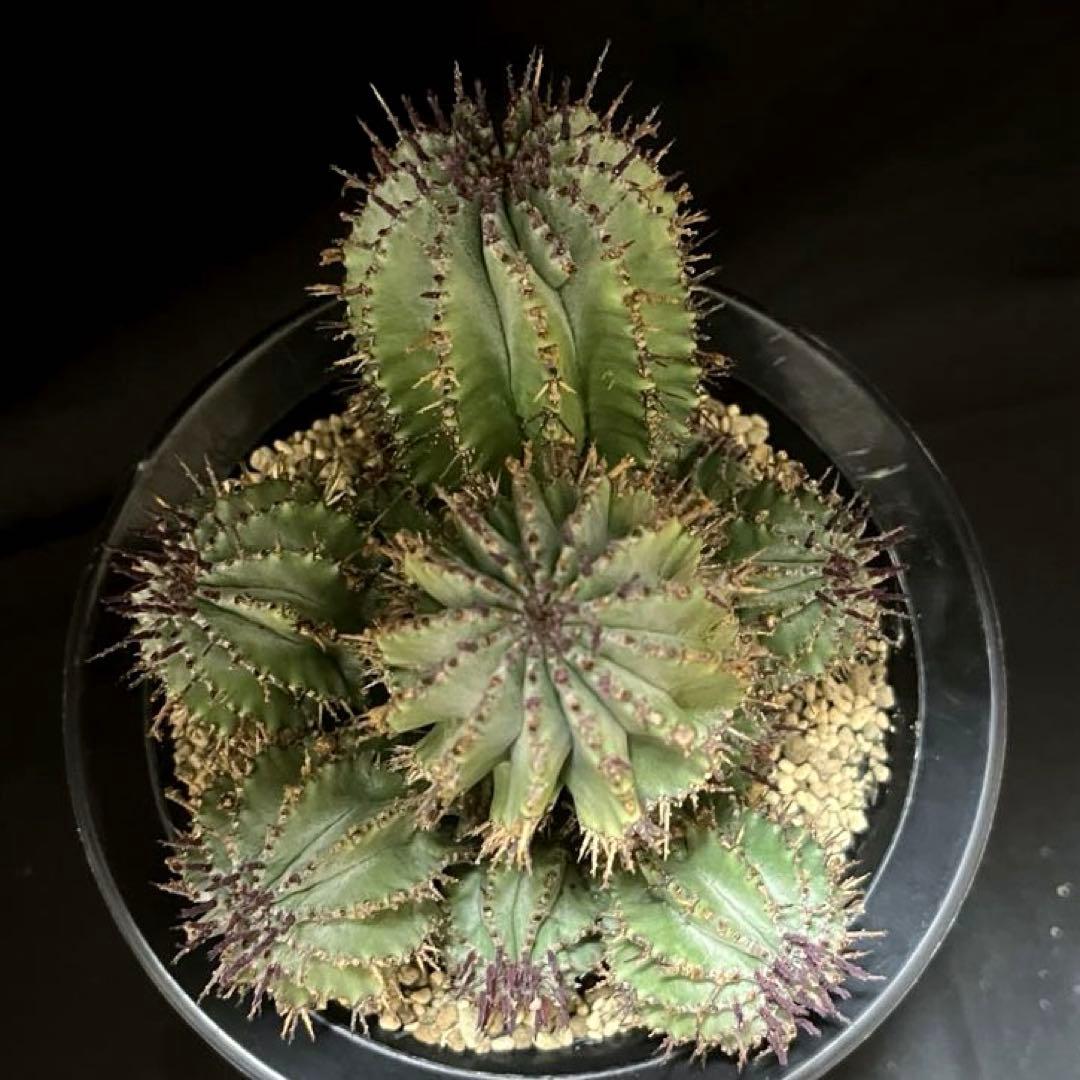 鴨*川様 ユーフォルビアホリダ 群生株