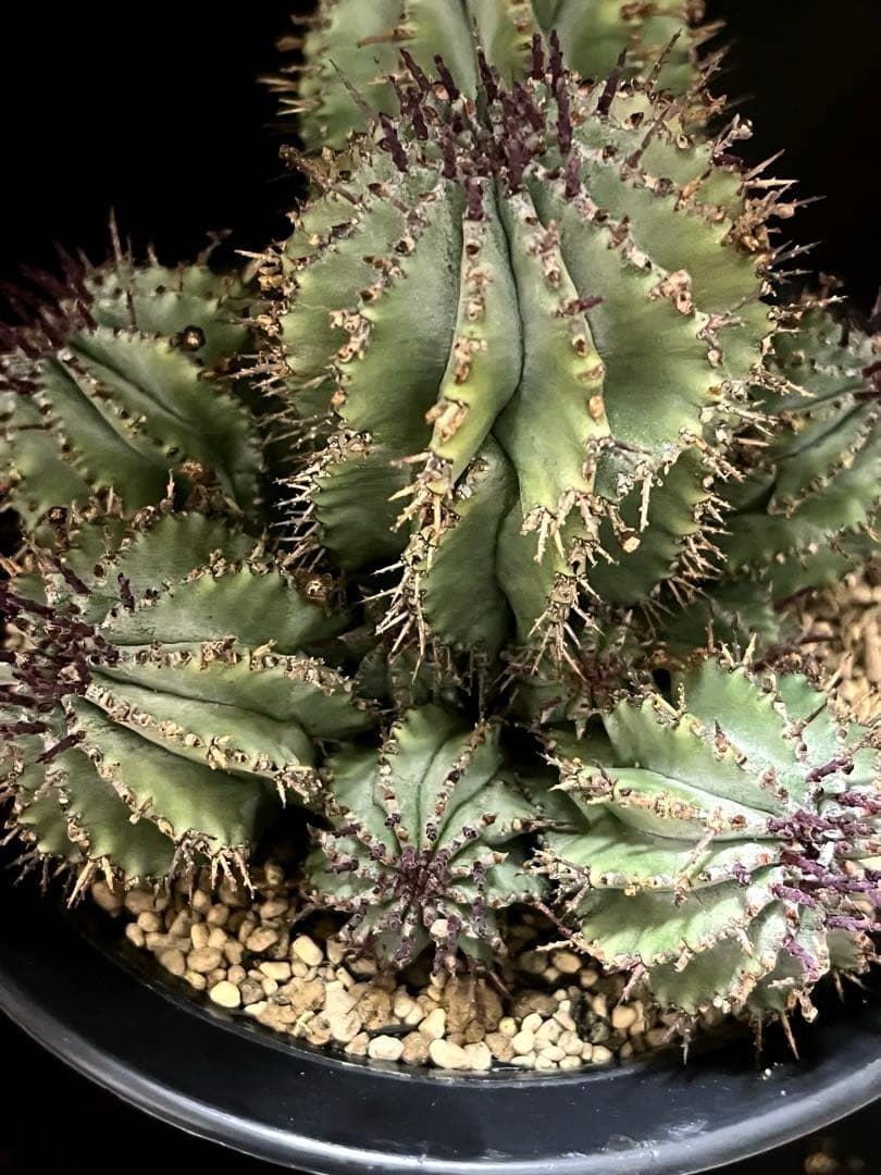 鴨*川様 ユーフォルビアホリダ 群生株