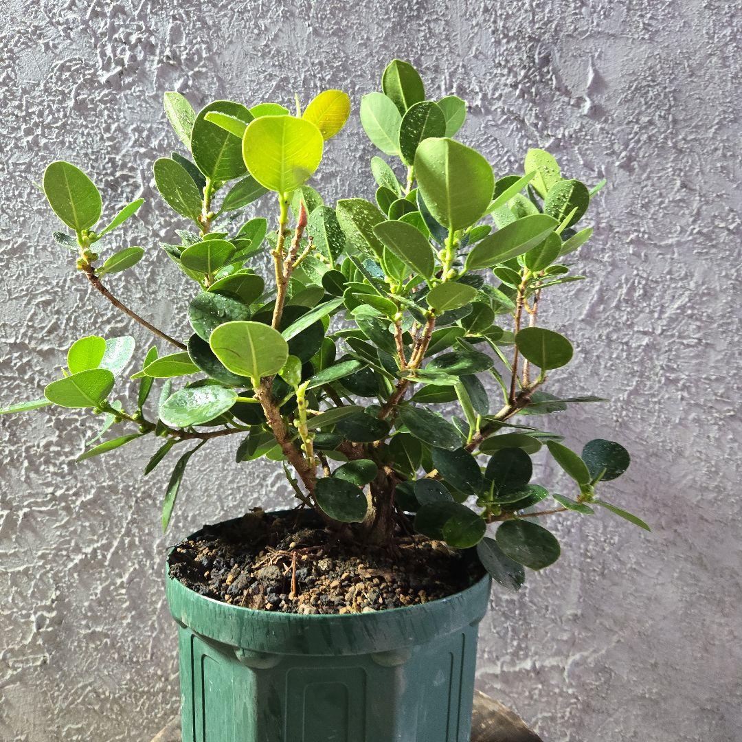 ③　ガジュマル　「パンダガジュマル」　7号最高等級