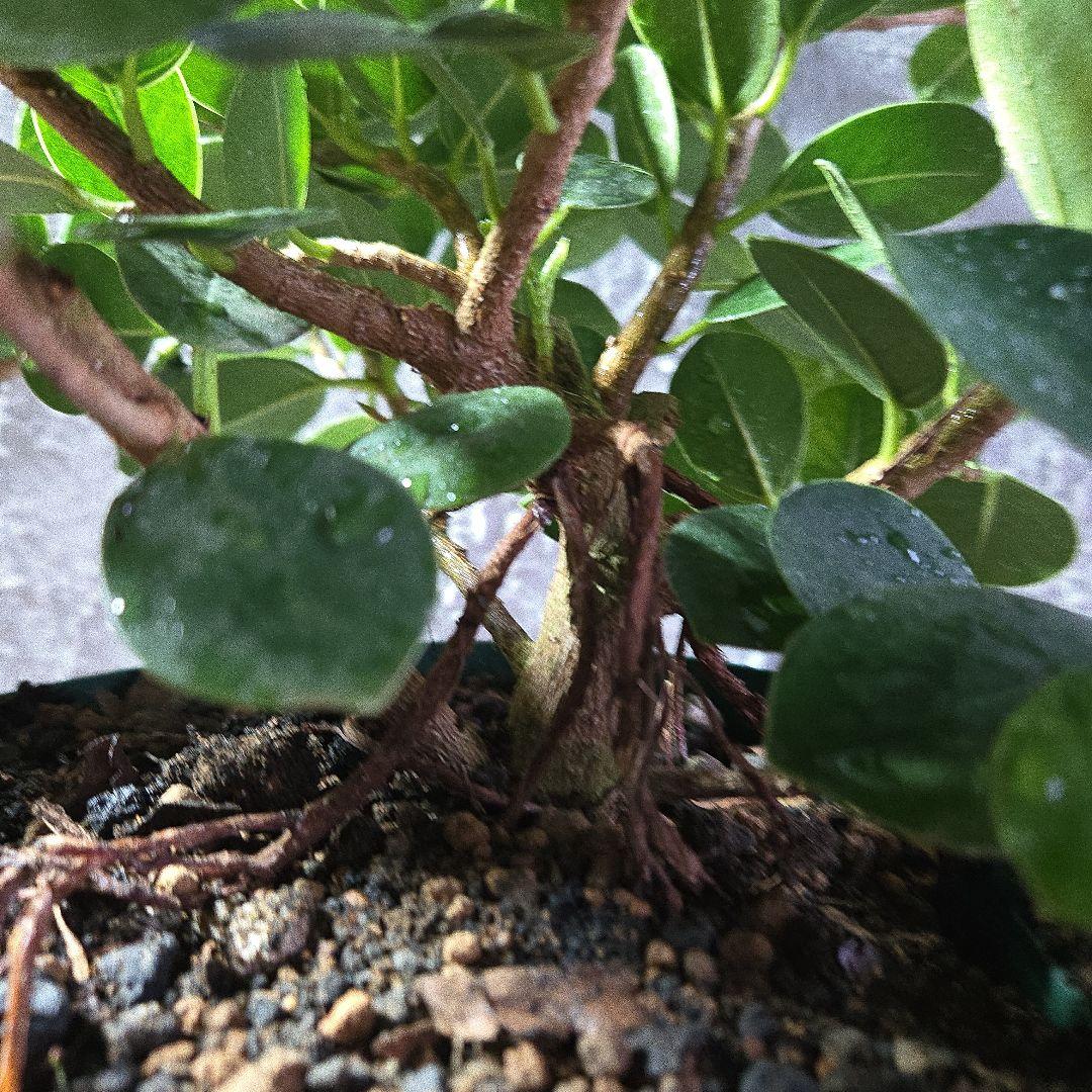 ③　ガジュマル　「パンダガジュマル」　7号最高等級