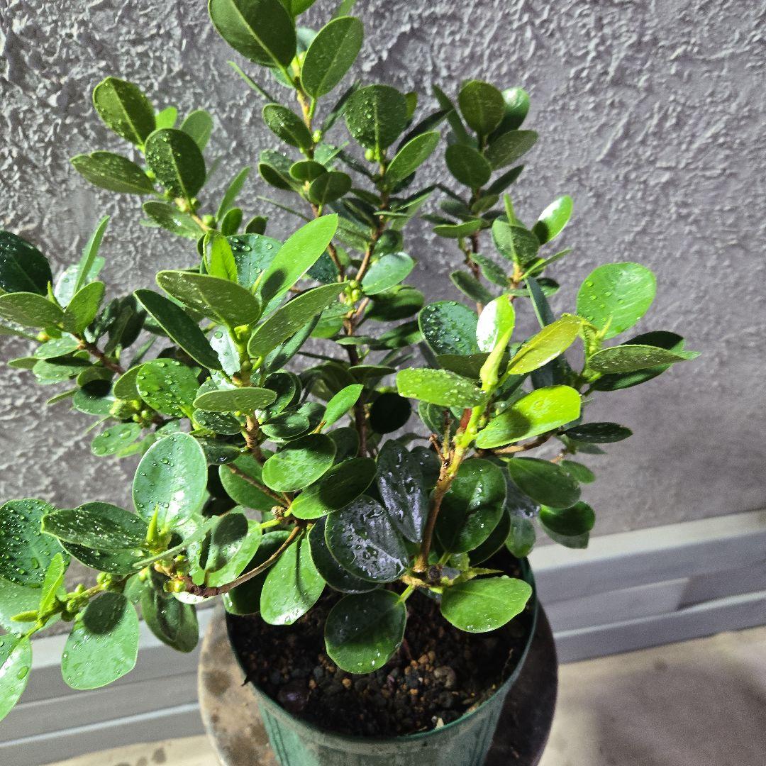 ③　ガジュマル　「パンダガジュマル」　7号最高等級