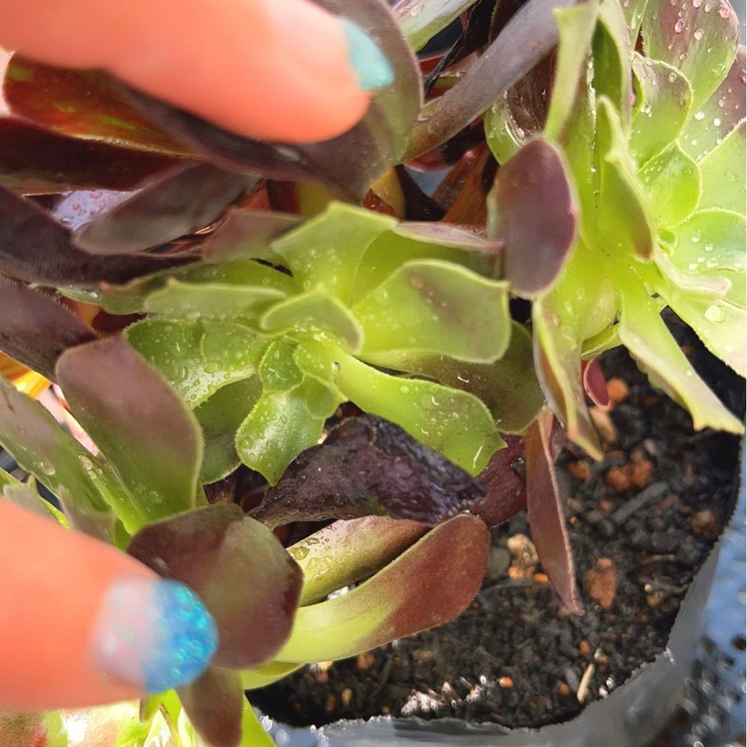 18#植物アエオニウム❤️カシミアバイオレット糸引き錦❤️1大頭7小頭18cm拔き苗