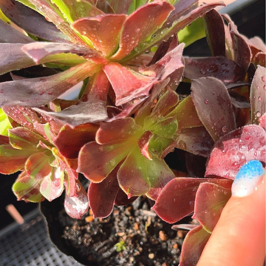 18#植物アエオニウム❤️カシミアバイオレット糸引き錦❤️1大頭7小頭18cm拔き苗