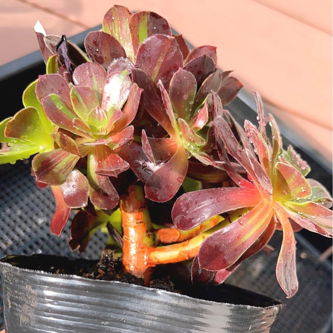 18#植物アエオニウム❤️カシミアバイオレット糸引き錦❤️1大頭7小頭18cm拔き苗