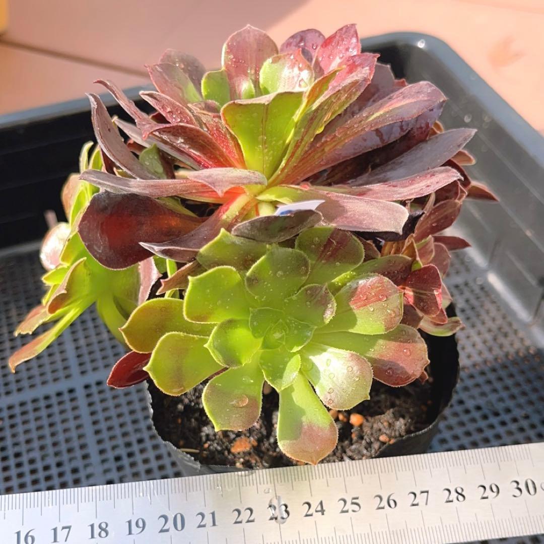 18#植物アエオニウム❤️カシミアバイオレット糸引き錦❤️1大頭7小頭18cm拔き苗