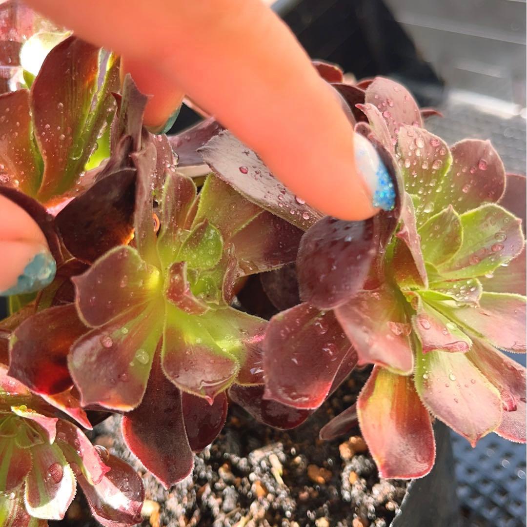 18#植物アエオニウム❤️カシミアバイオレット糸引き錦❤️1大頭7小頭18cm拔き苗