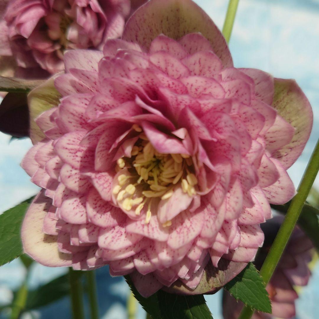 ☀️ クリスマスローズ開花株☀️ 4.5号ロング鉢植え ☀