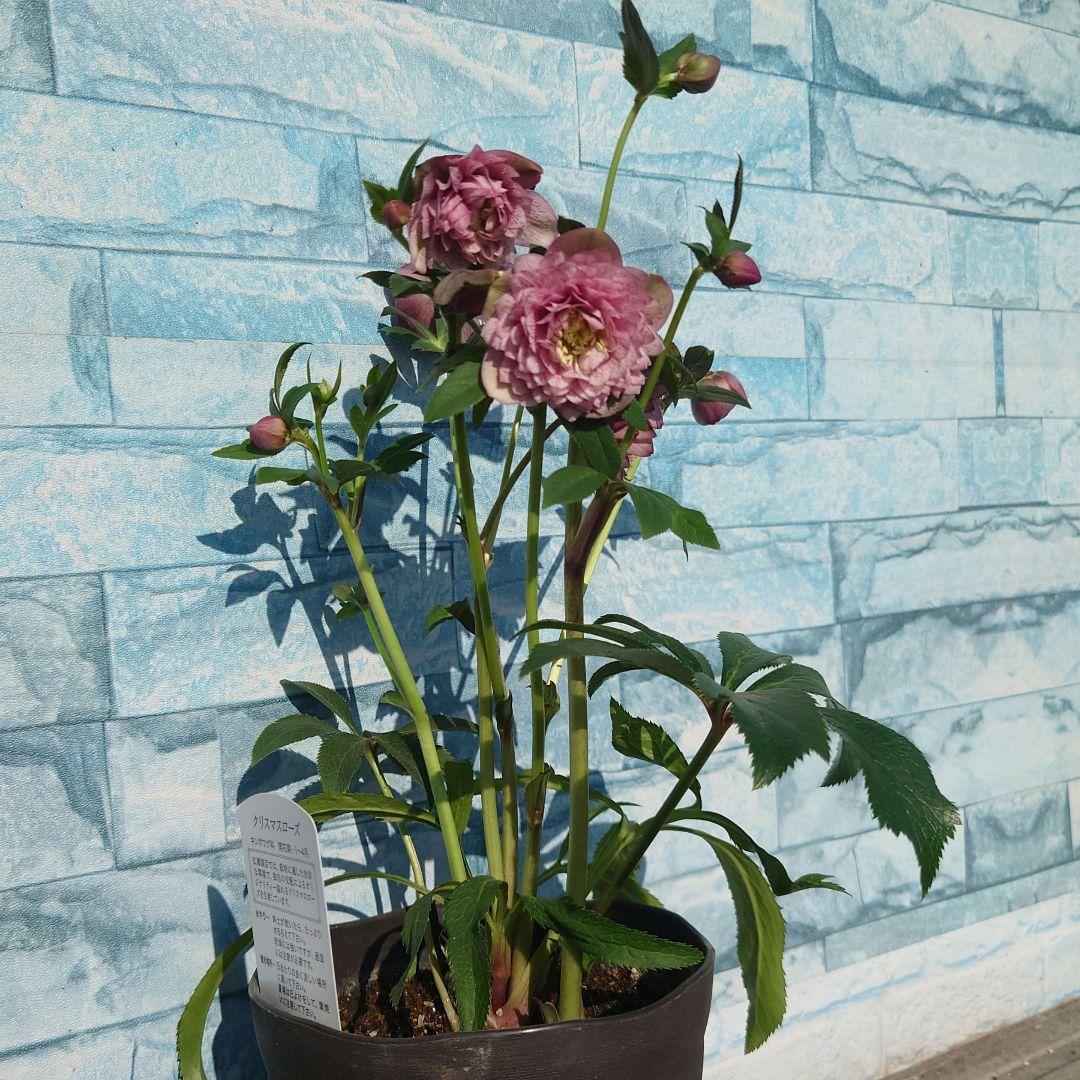 ☀️ クリスマスローズ開花株☀️ 4.5号ロング鉢植え ☀