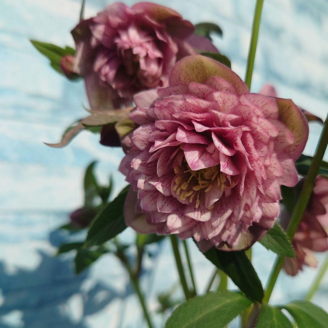 ☀️ クリスマスローズ開花株☀️ 4.5号ロング鉢植え ☀