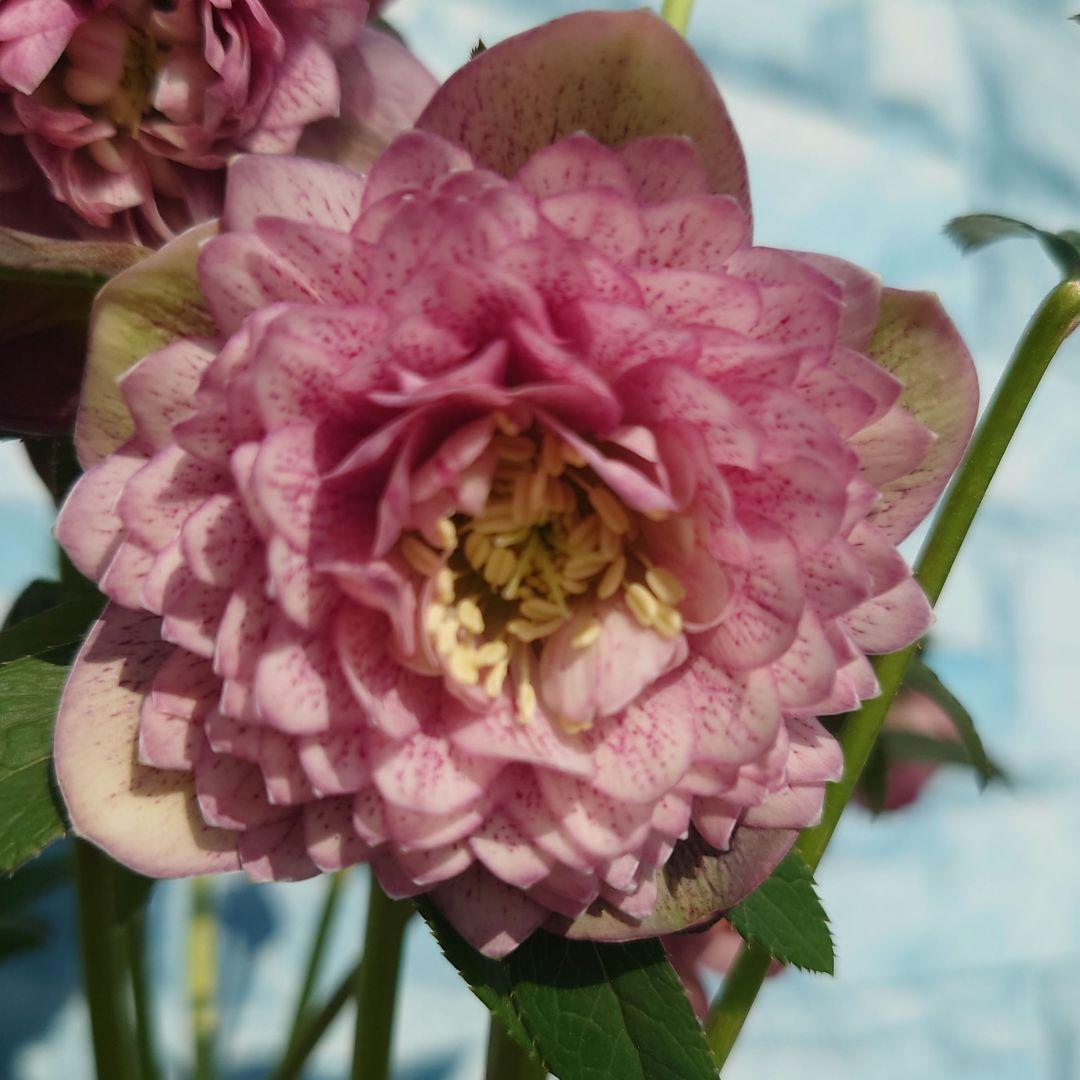 ☀️ クリスマスローズ開花株☀️ 4.5号ロング鉢植え ☀