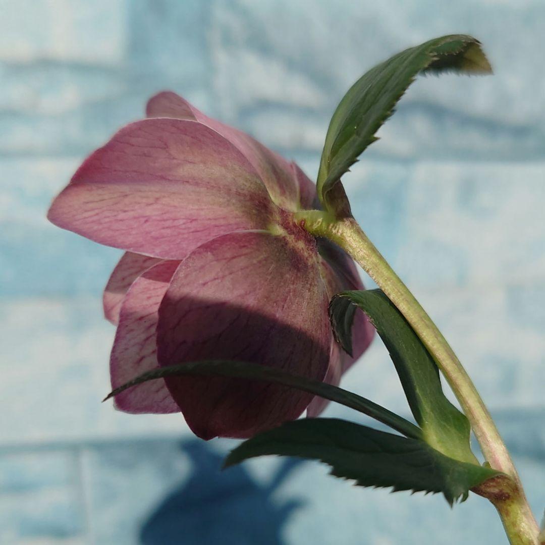 ☀️ クリスマスローズ開花株☀️ 4.5号ロング鉢植え ☀