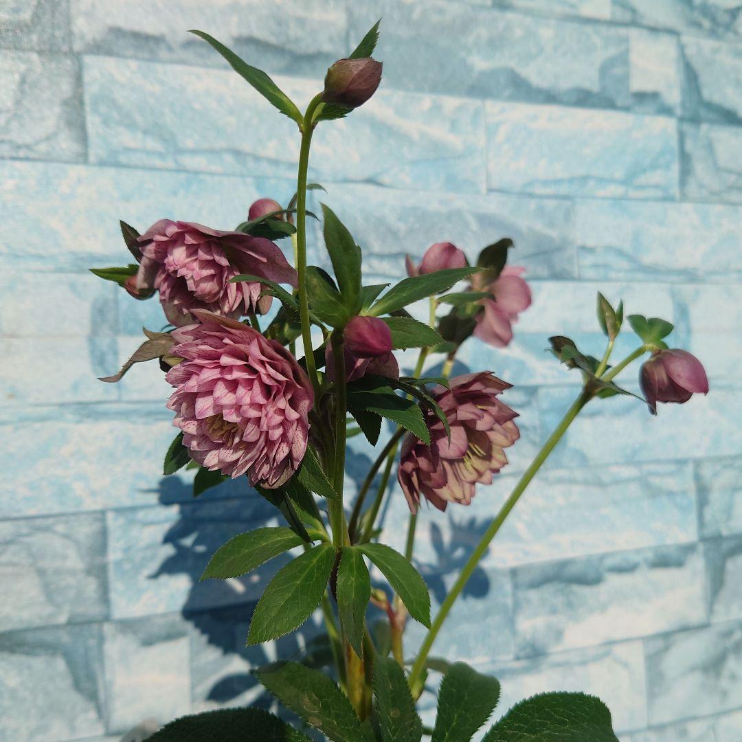 ☀️ クリスマスローズ開花株☀️ 4.5号ロング鉢植え ☀