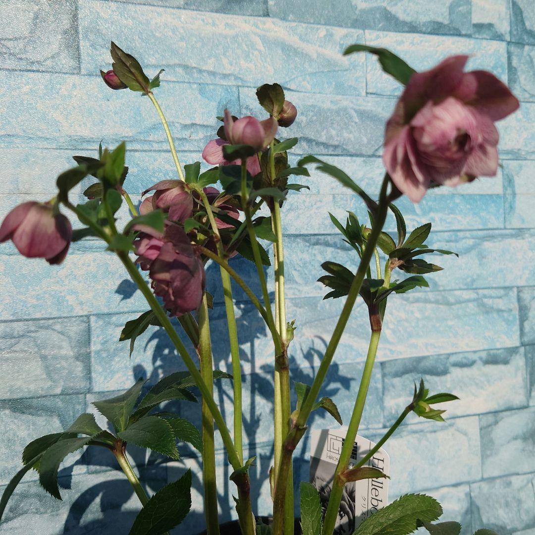 ☀️ クリスマスローズ開花株☀️ 4.5号ロング鉢植え ☀